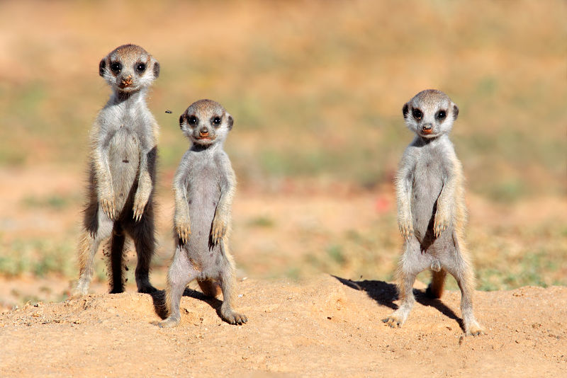 baby meerkats on sentry duty