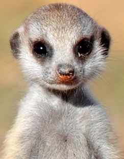 Meerkat baby portrait