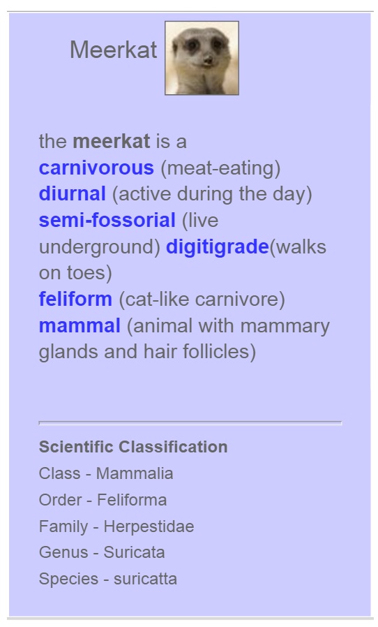 meerkat fact file