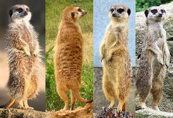 meerkats