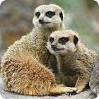 meerkat facts
