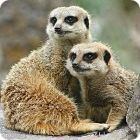 Desert Animals - Animal Facts Encyclopedia Desert Animals - Animal Facts Encyclopedia