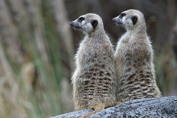 meerkat pair