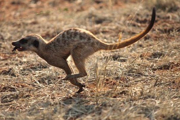 meerkat running