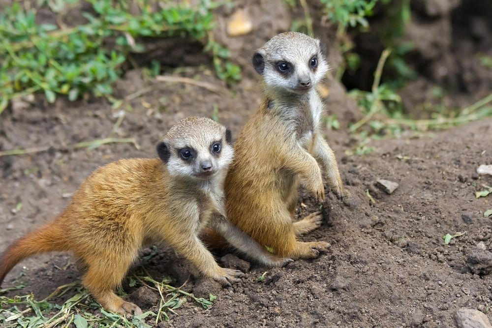 two meerkat babies by the den door