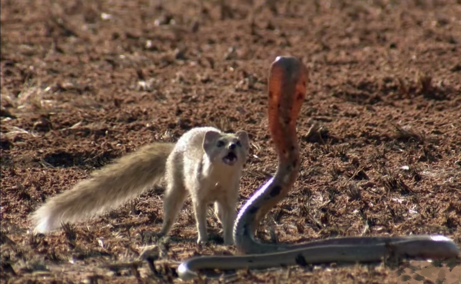 Mongoose Facts Animal Facts Encyclopedia