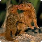 mongoose facts