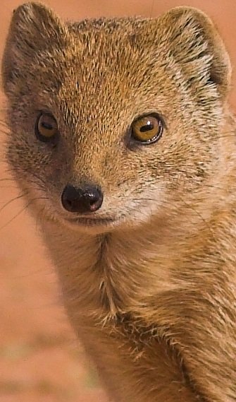 mongoose portrait