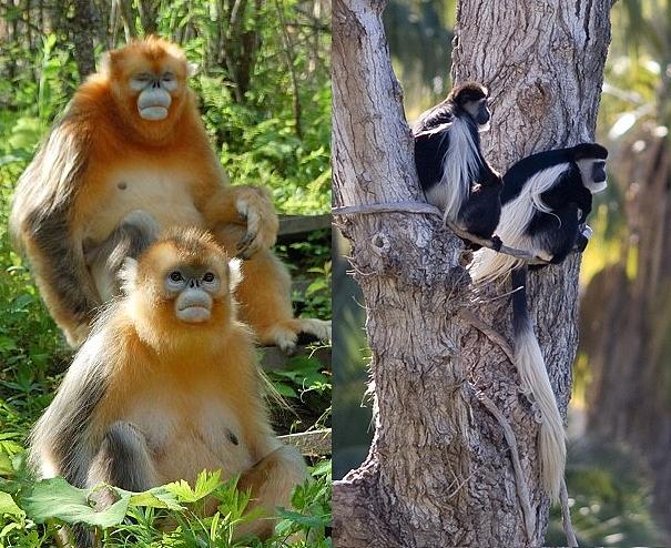 Golden monkeys and black and white colobus monkeys