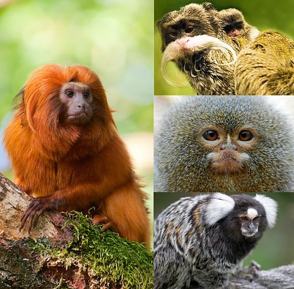 Golden lion tamarin, Emporer tamarin, pygmy marmoset, cotton-ear marmoset