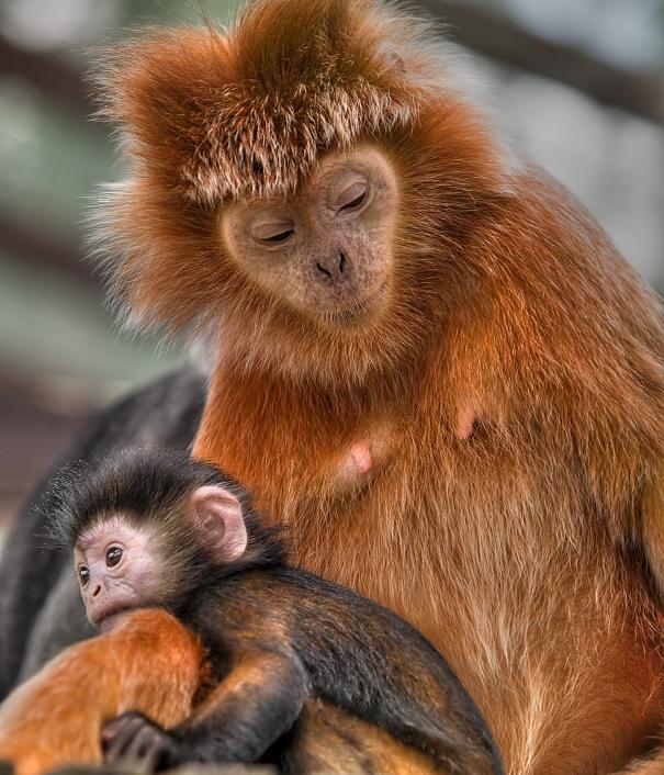 Javan Langur with infant