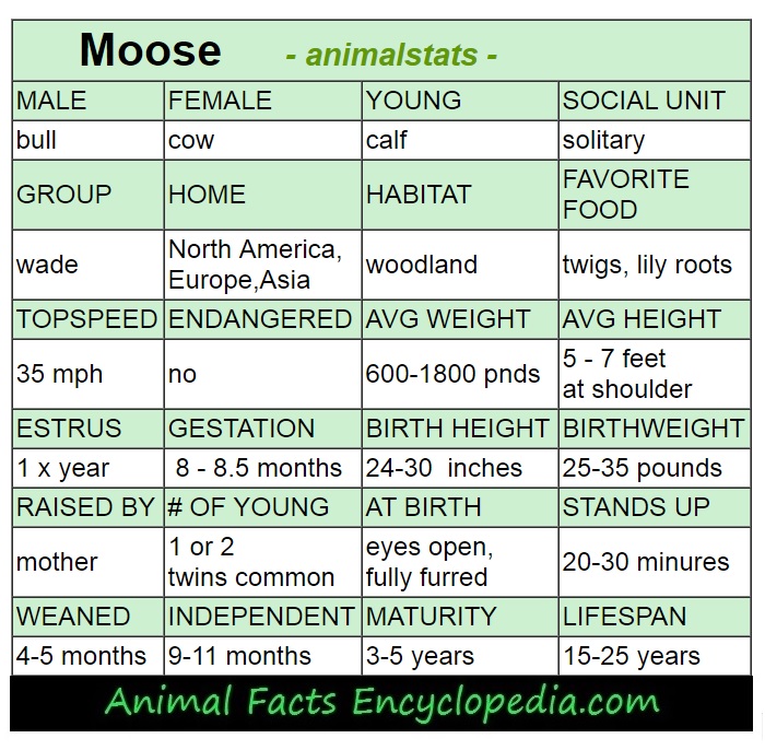 moose animal stats