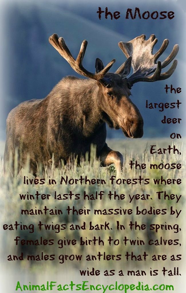 moose story