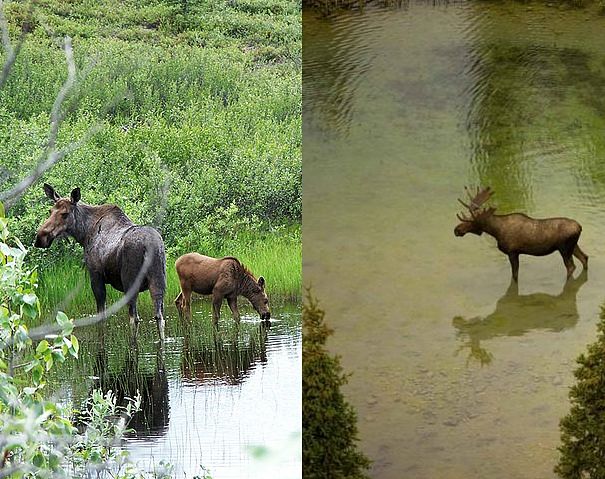 moose in lake