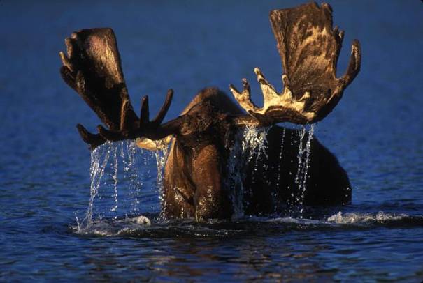 moose in blue