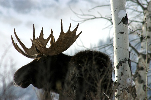 bull moose in the snow