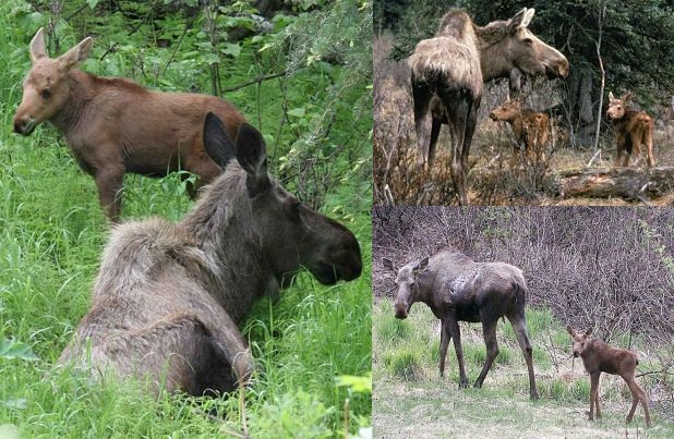 moose babies