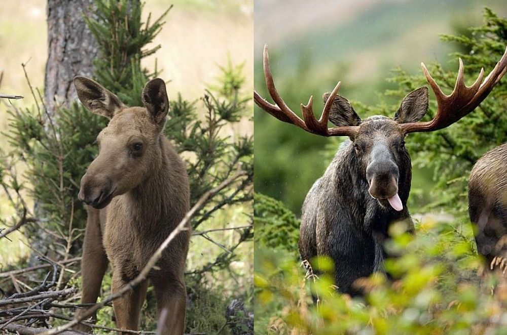 moose calf