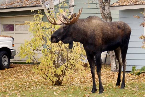 urban moose