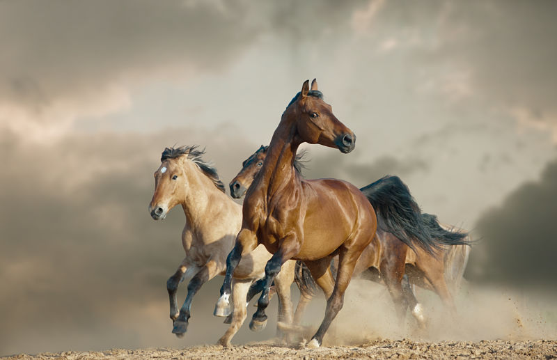 wild mustangs