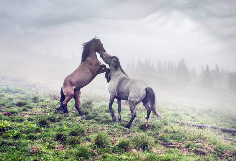 Mustangs fighting