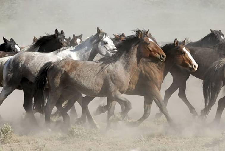 herd of mustangs