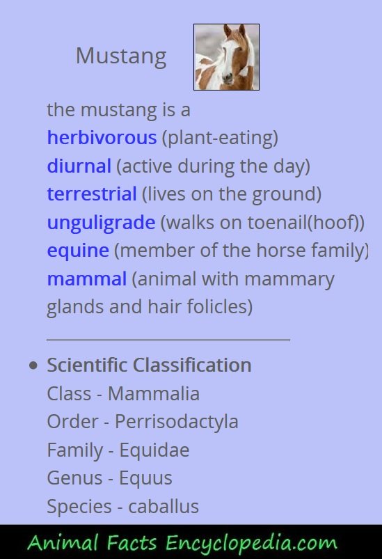 giraffe animal stats