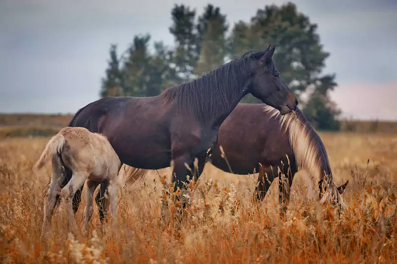 mustang herd