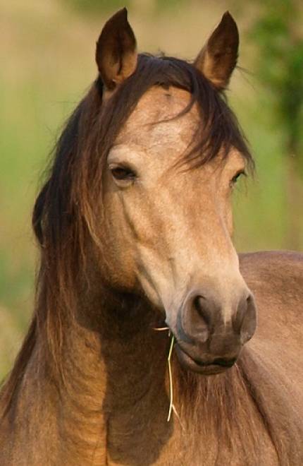 Mustang portrait