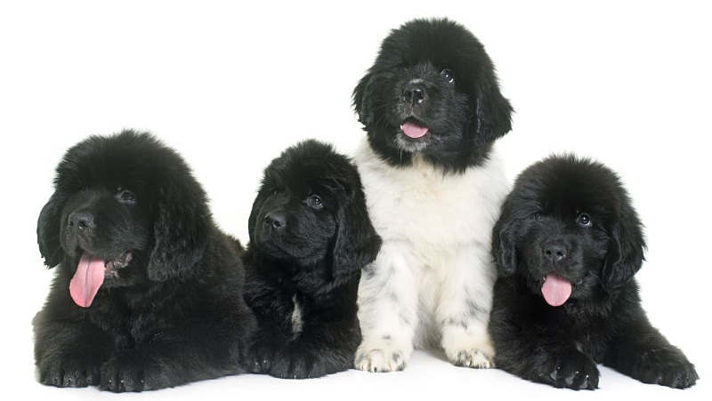 Newfoundland puppies