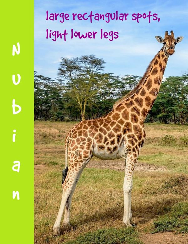 Nubian giraffe description