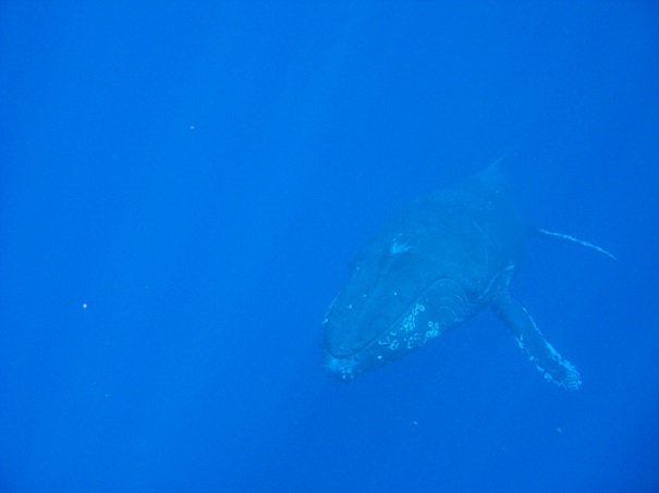 humpback whale