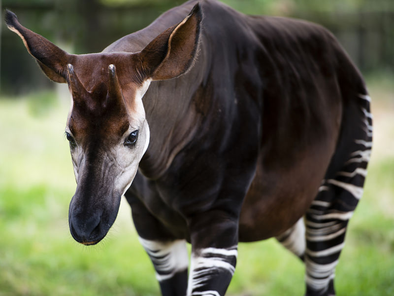 okapi walking toward camera