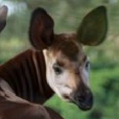 Okapi Facts