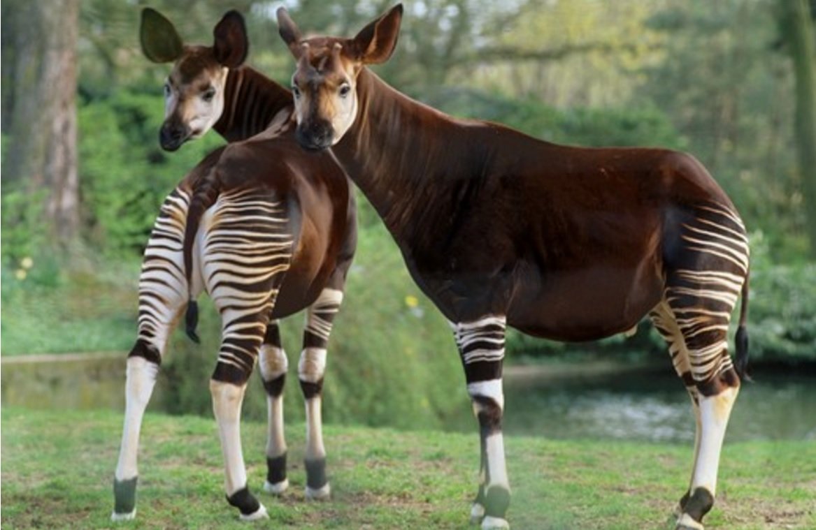 beautiful pair of okapis