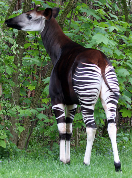 okapi story