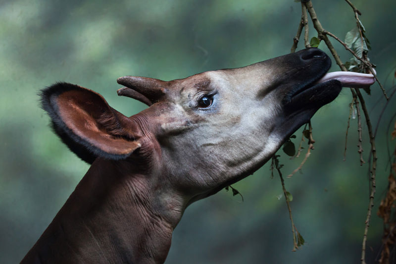 Okapi tongue