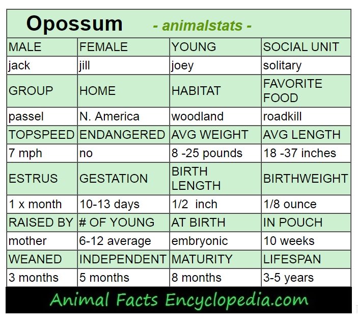 opossum animal stats