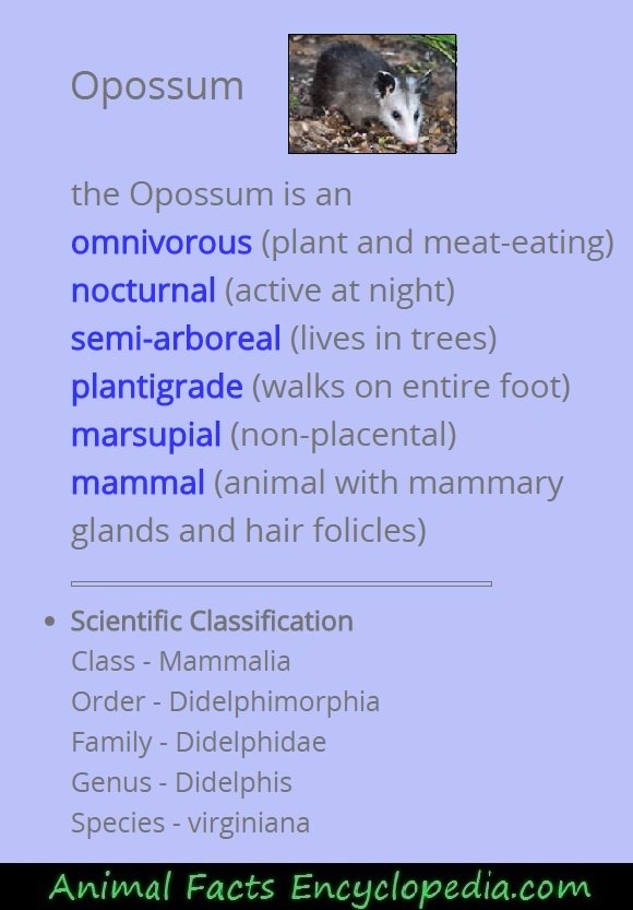 opossum information