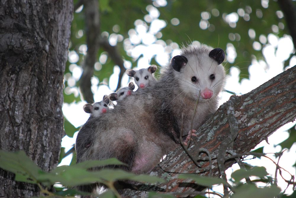 opossum mother and baby