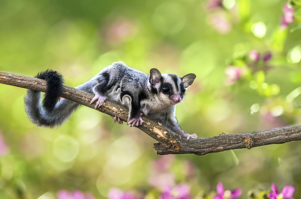 possum - sugar glider