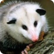 opossum facts