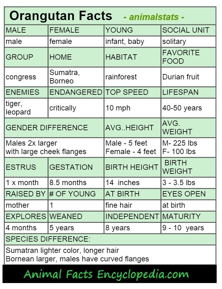 orangutan-animal-stats