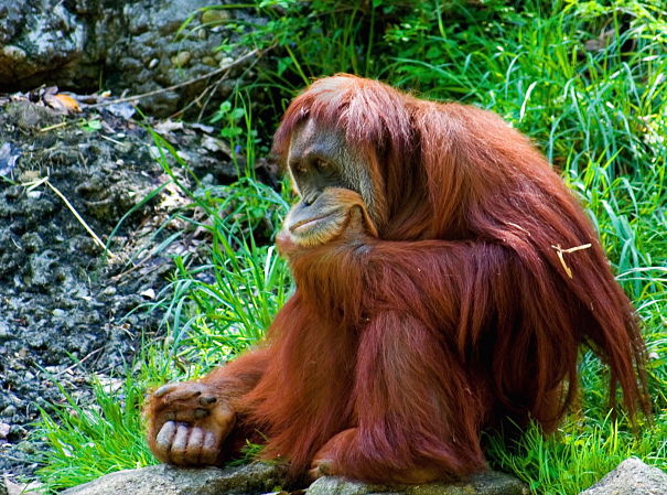 Sumatran orangutan deep in thought