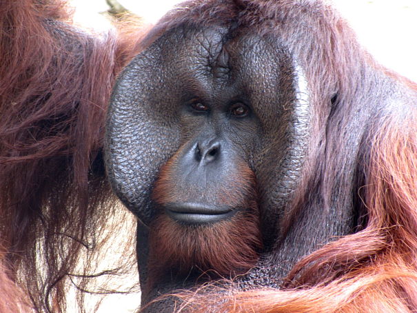 Bornean orangutan