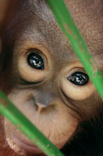 portrait of a Orangutan