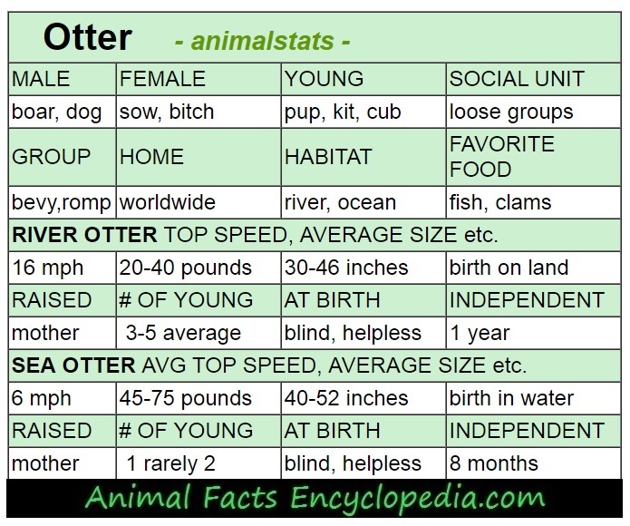 beaver animal stats