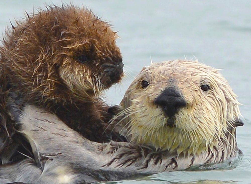 sea otter mother and baby