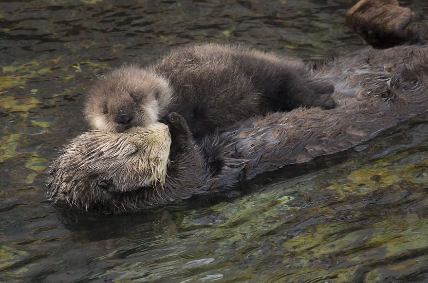 sea otter mother and pup