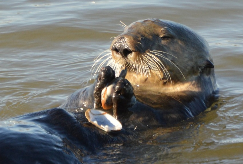 sea otter eating clam diner